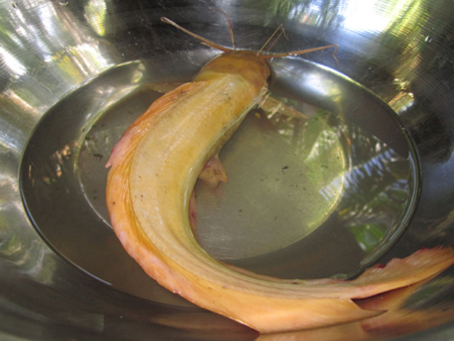 Con cá có trọng lượng khoảng 300g, dài khoảng 30cm, toàn thân con cá có màu vàng tươi.